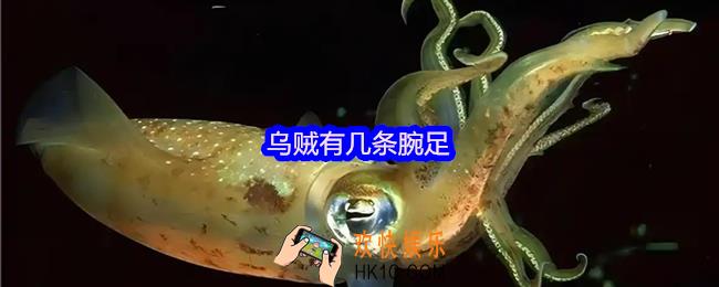 乌贼有几条腕足
