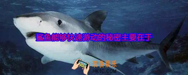 鲨鱼能够快速游动的秘密主要在于