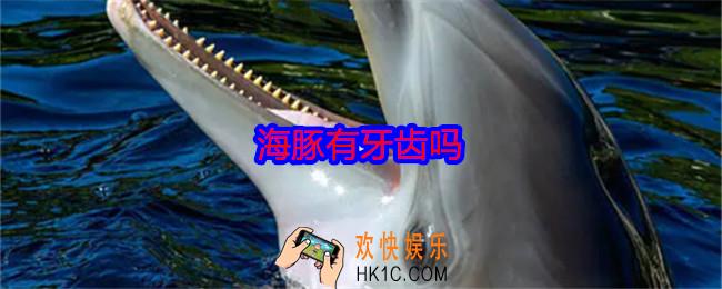 海豚有牙齿吗