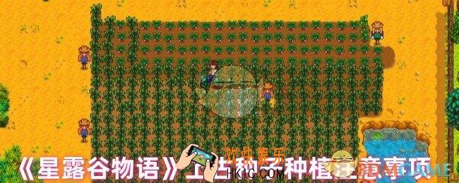 星露谷物语上古种子怎么种植