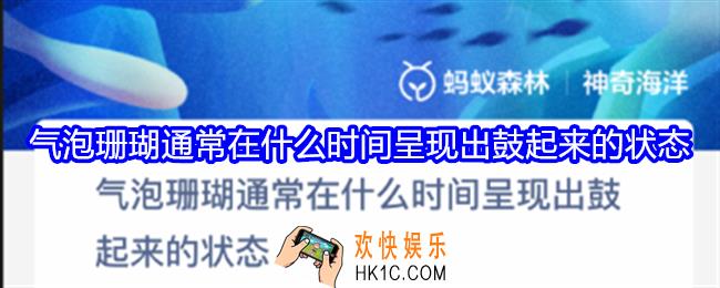 气泡珊瑚通常在什么时间呈现出鼓起来的状态