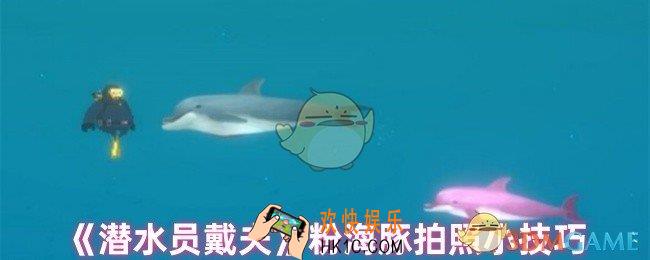 潜水员戴夫怎么给粉海豚拍照