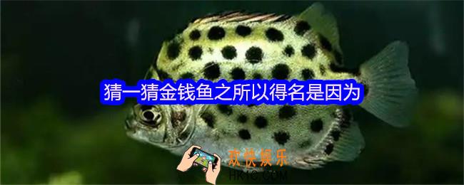 猜一猜金钱鱼之所以得名是因为