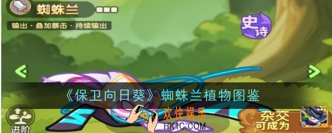保卫向日葵蜘蛛兰植物图怎么样