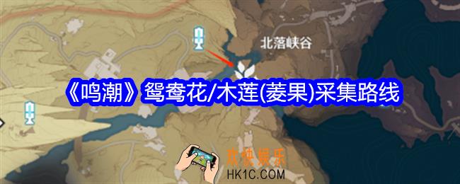 鸣潮鸳鸯花/木莲(菱果)采集路线
