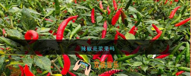 辣椒是浆果吗