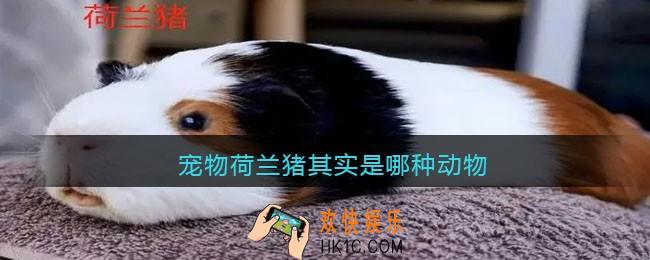 宠物荷兰猪其实是哪种动物