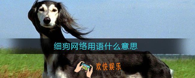 细狗网络用语什么意思