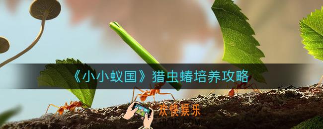 小小蚁国猎虫蝽怎么样