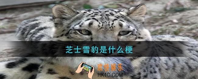 芝士雪豹是什么梗