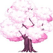 绽放