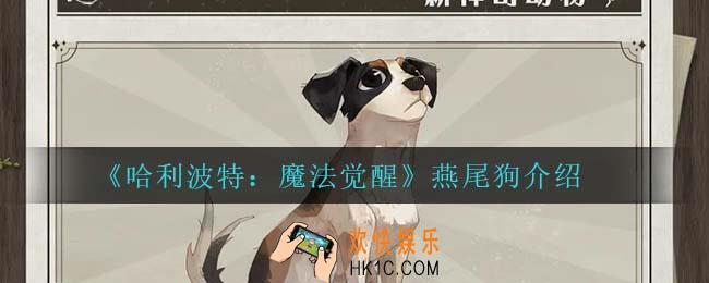 哈利波特魔法觉醒燕尾狗怎么样_燕尾狗介绍