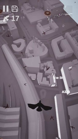 鸽子：爱情故事