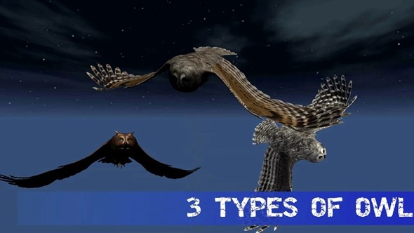 猫头鹰狩猎之旅