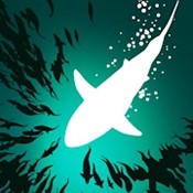 浅滩鱼群