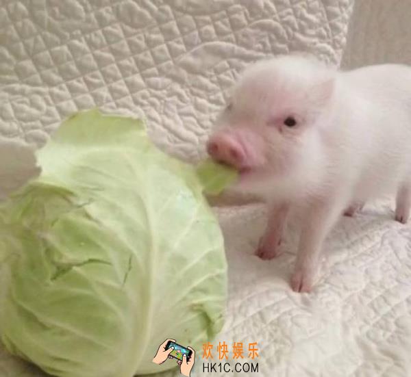 抖音小猪拱白菜情侣头像_猪拱白菜情侣头像原图下载