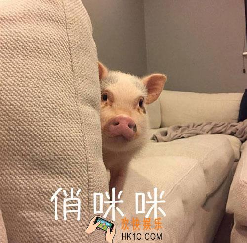 抖音小猪悄咪咪表情包我已经是被人的小猪仔了在哪下载_表情包分享