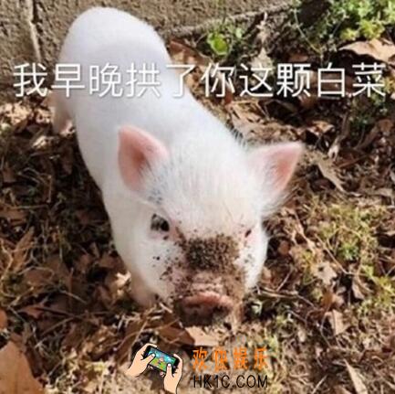 抖音我早晚拱了你这颗白菜表情包下载_抖音热门表情