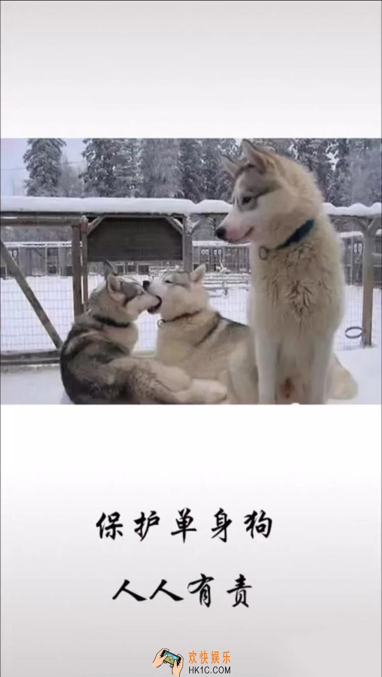 抖音保护单身狗人人有责图片分享_保护单身狗人人有责原图下载