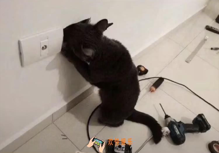 抖音好奇心害死猫图片在哪下载_好奇心害死猫图片