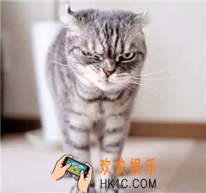 抖音社会猫表情包大全 社会猫表情包哪里有