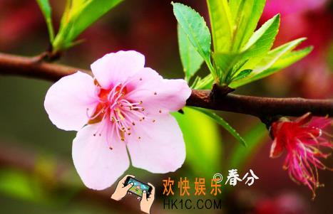 2018春分朋友圈说说图片大全_春分唯美图片短语