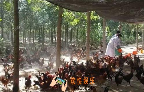 京东跑步鸡是什么_京东跑步鸡怎么加盟
